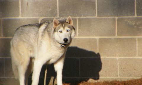 A dog standing in front of a brick wall.