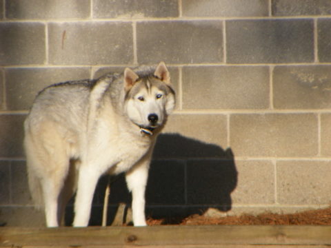 A dog standing in front of a brick wall.